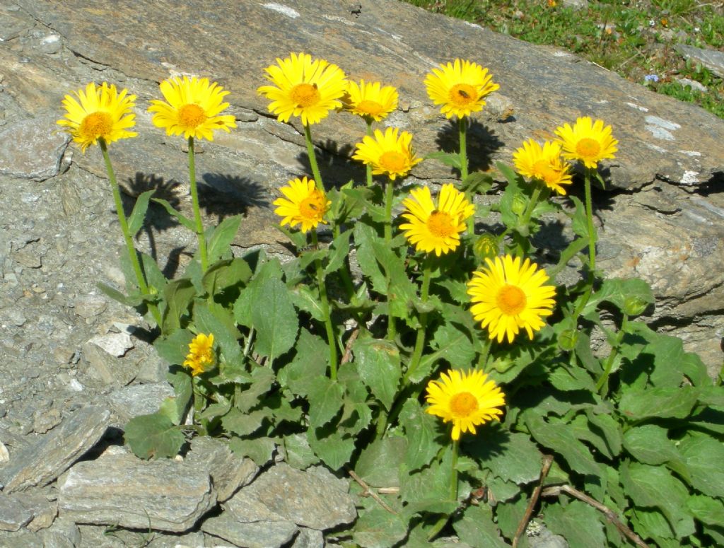 Doronicum grandiflorum / Doronico dei macereti